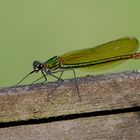 Blauflügel Prachtlibelle Weibchen