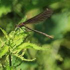 Blauflügel-Prachtlibelle (Weibchen)