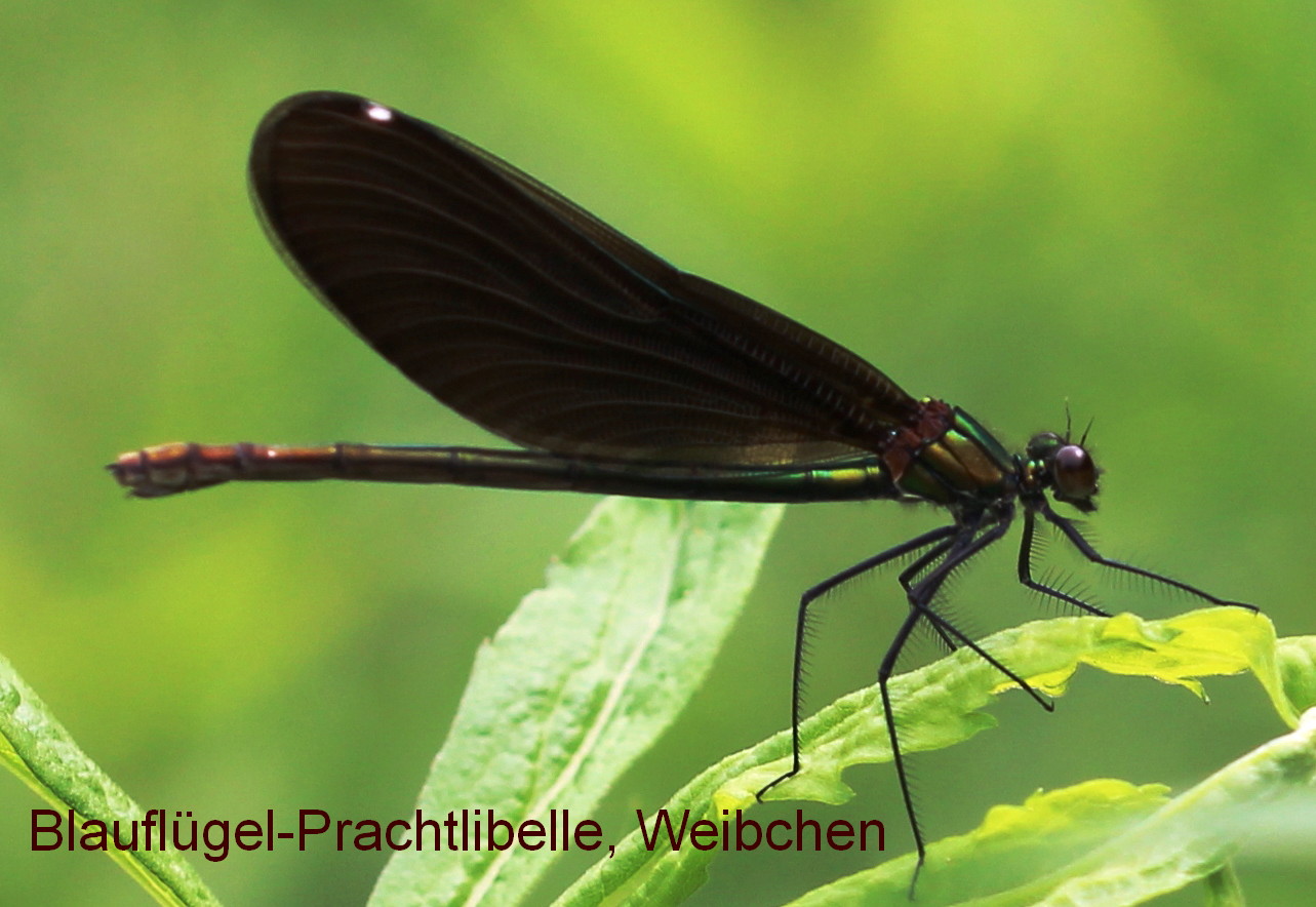 Blauflügel-Prachtlibelle, Weibchen