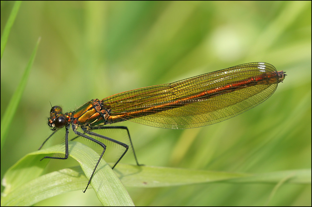 Blauflügel Prachtlibelle (Weibchen)