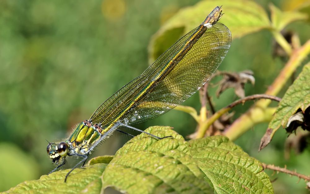 Blauflügel-Prachtlibelle, Weibchen