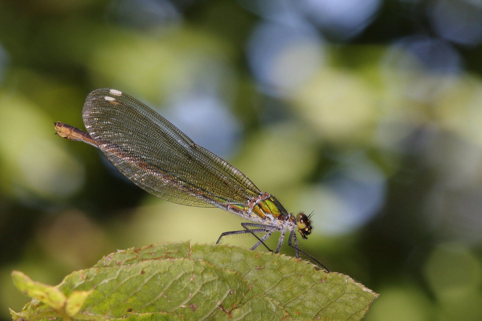 Blauflügel-Prachtlibelle (Weibchen)