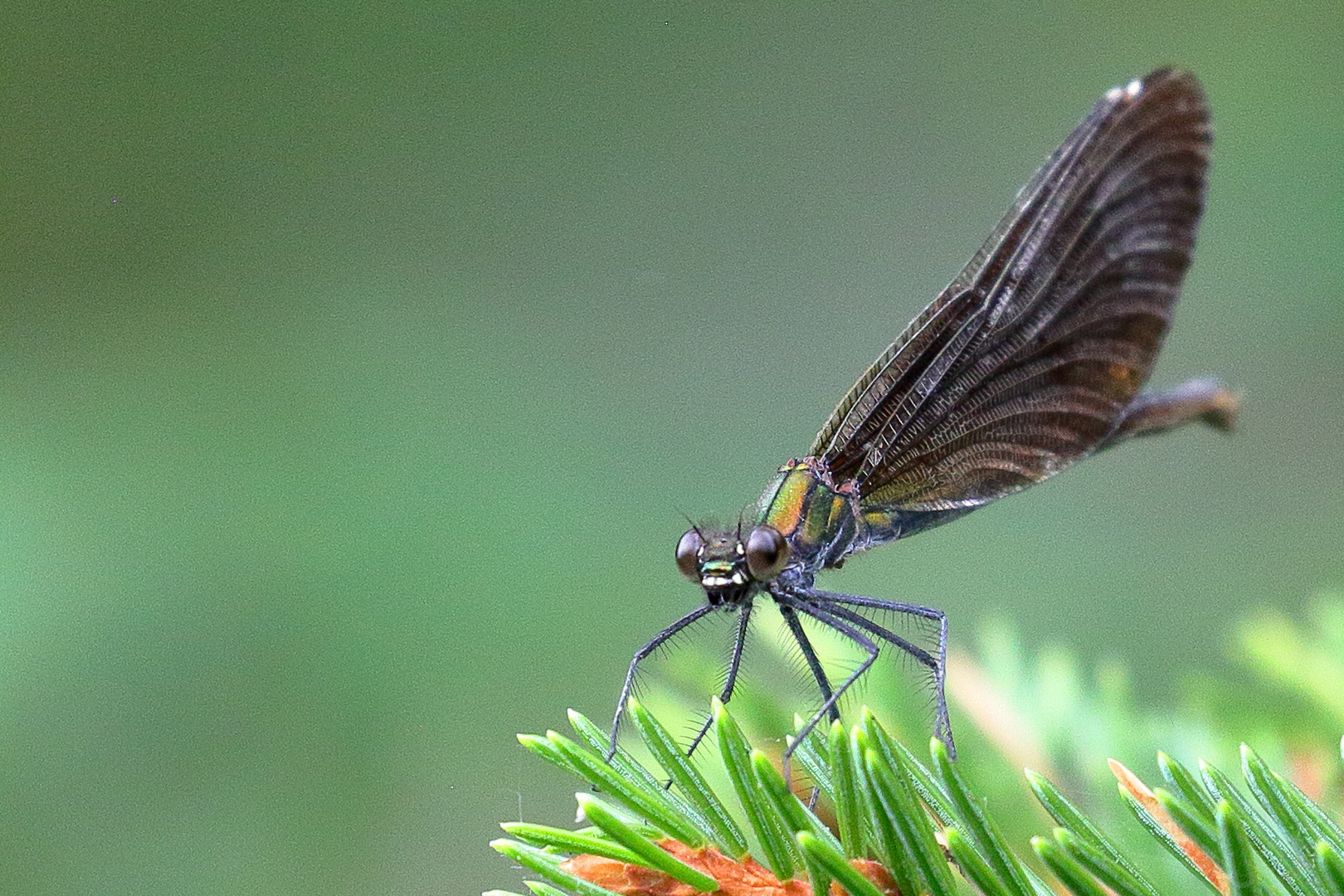 Blauflügel-Prachtlibelle (Weibchen)