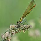 Blauflügel Prachtlibelle Weibchen