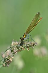 Blauflügel Prachtlibelle Weibchen