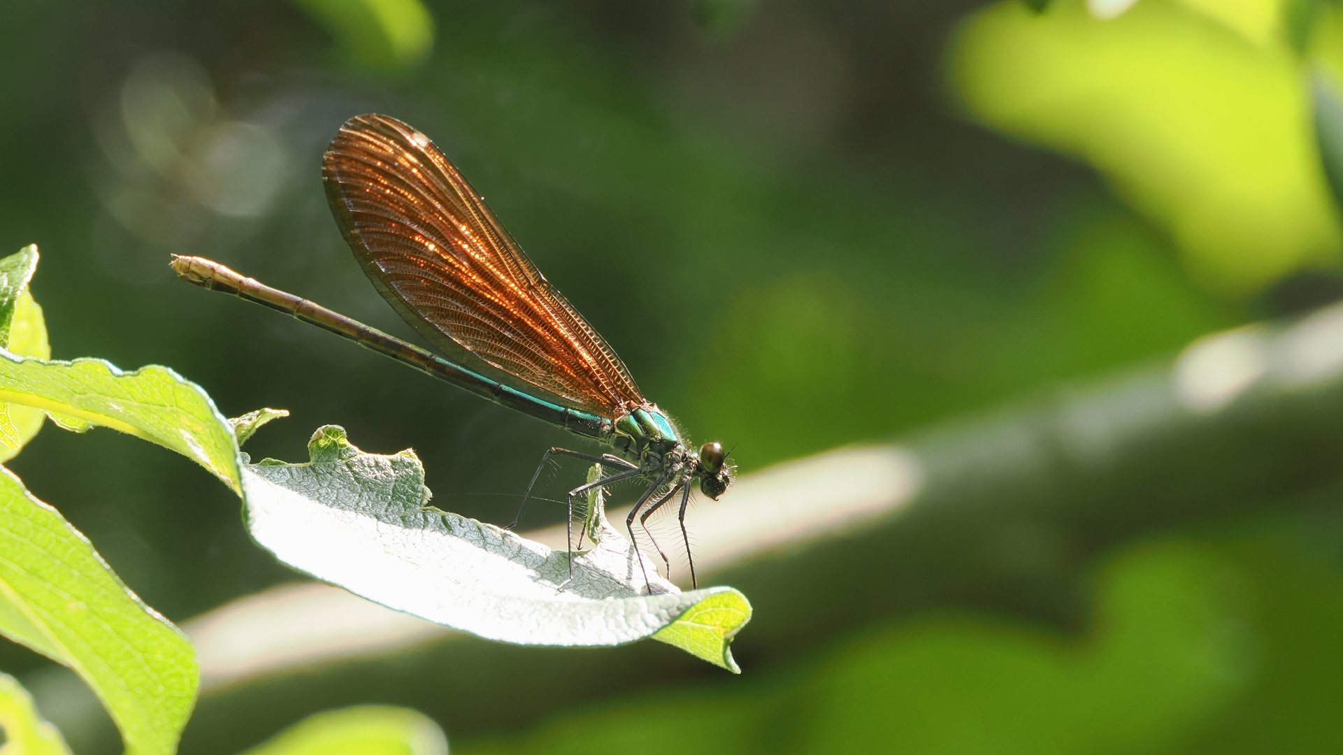 Blauflügel Prachtlibelle Weibchen