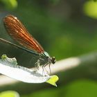 Blauflügel Prachtlibelle Weibchen