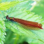 Blauflügel Prachtlibelle Weibchen