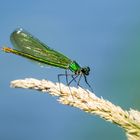 Blauflügel-Prachtlibelle Weibchen