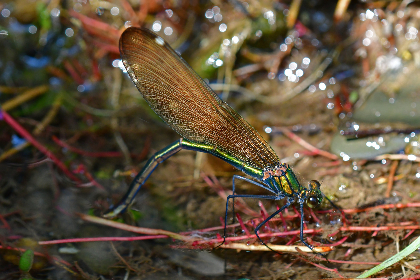 Blauflügel-Prachtlibelle - Weibchen bei der Eiablage