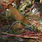 Blauflügel-Prachtlibelle - Weibchen bei der Eiablage