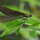 Blauflügel Prachtlibelle, Weibchen