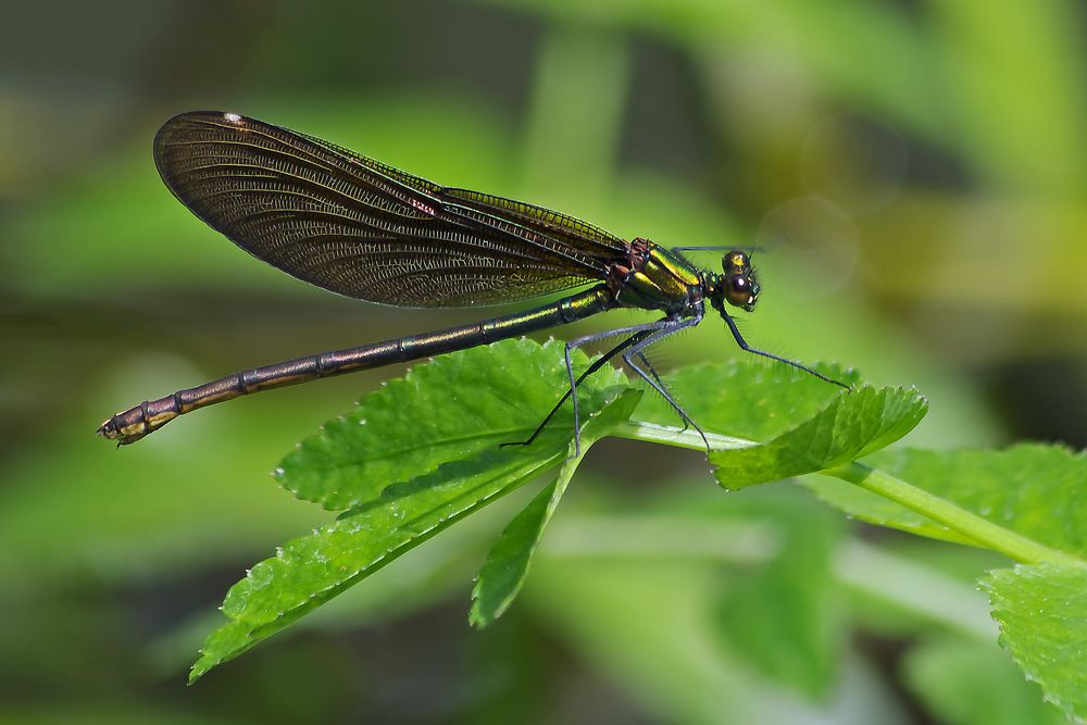 Blauflügel Prachtlibelle, Weibchen