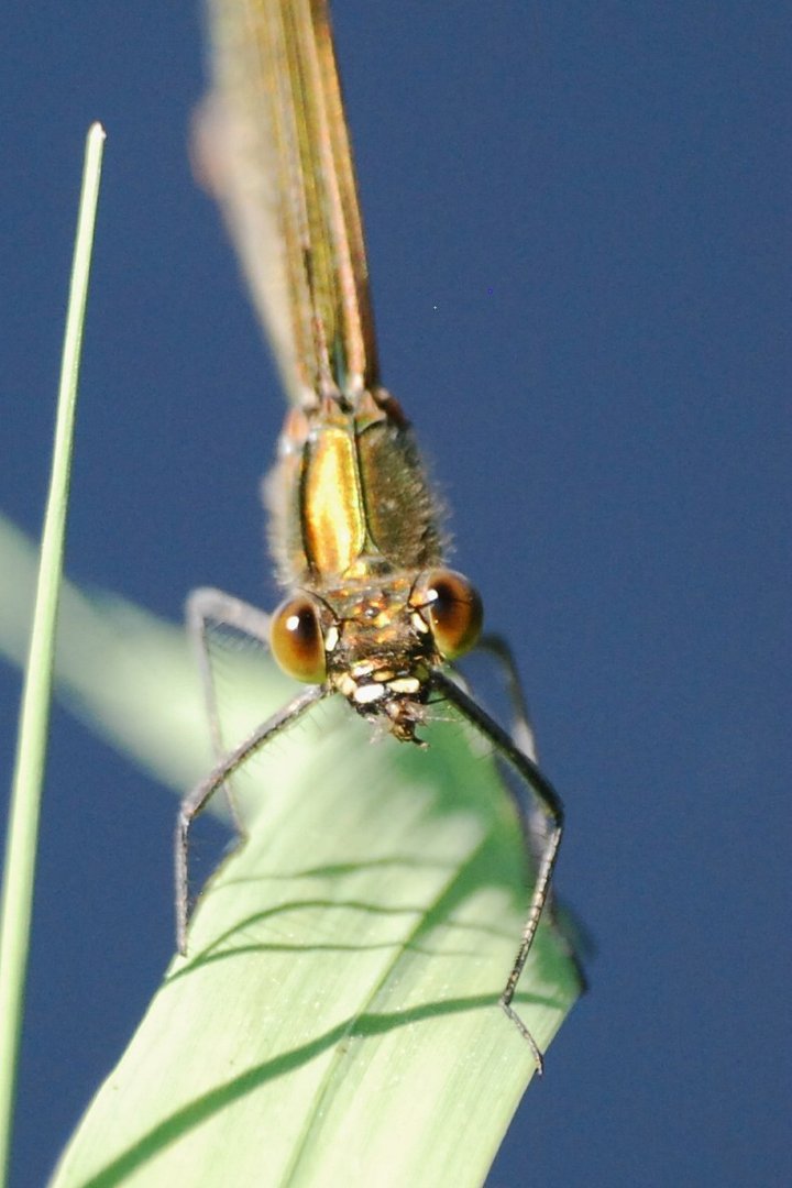 Blauflügel-Prachtlibelle (weibl.)