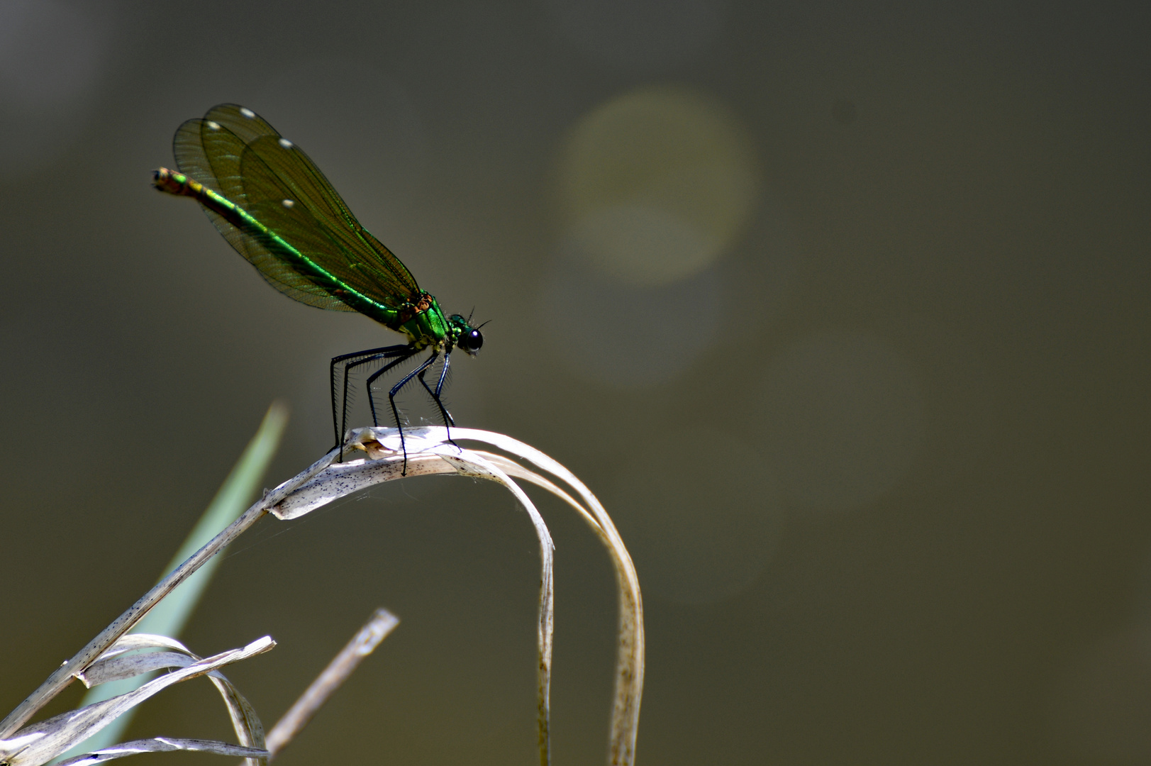 Blauflügel Prachtlibelle (weiblich)