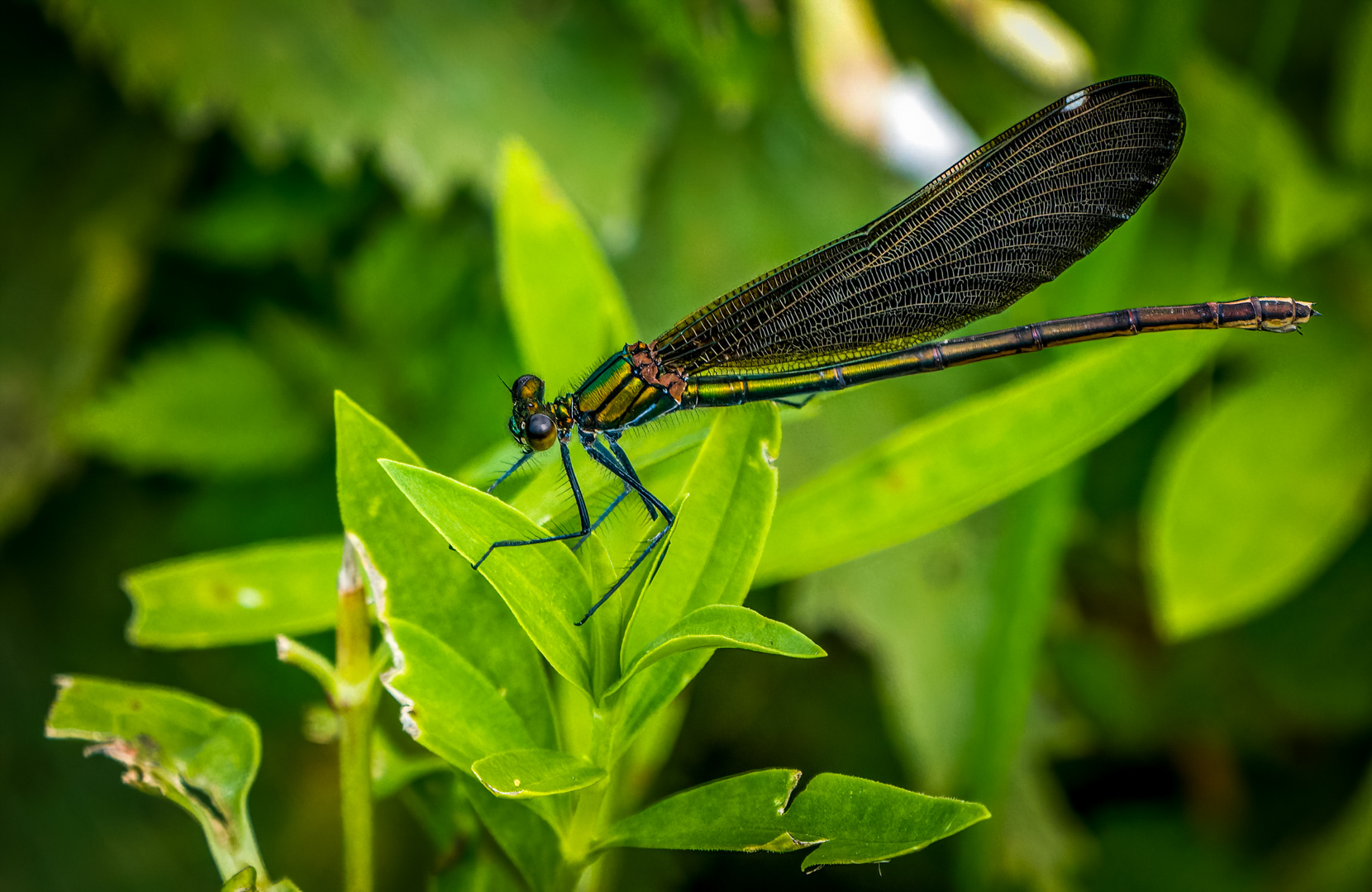 Blauflügel-Prachtlibelle, weiblich