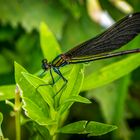 Blauflügel-Prachtlibelle, weiblich