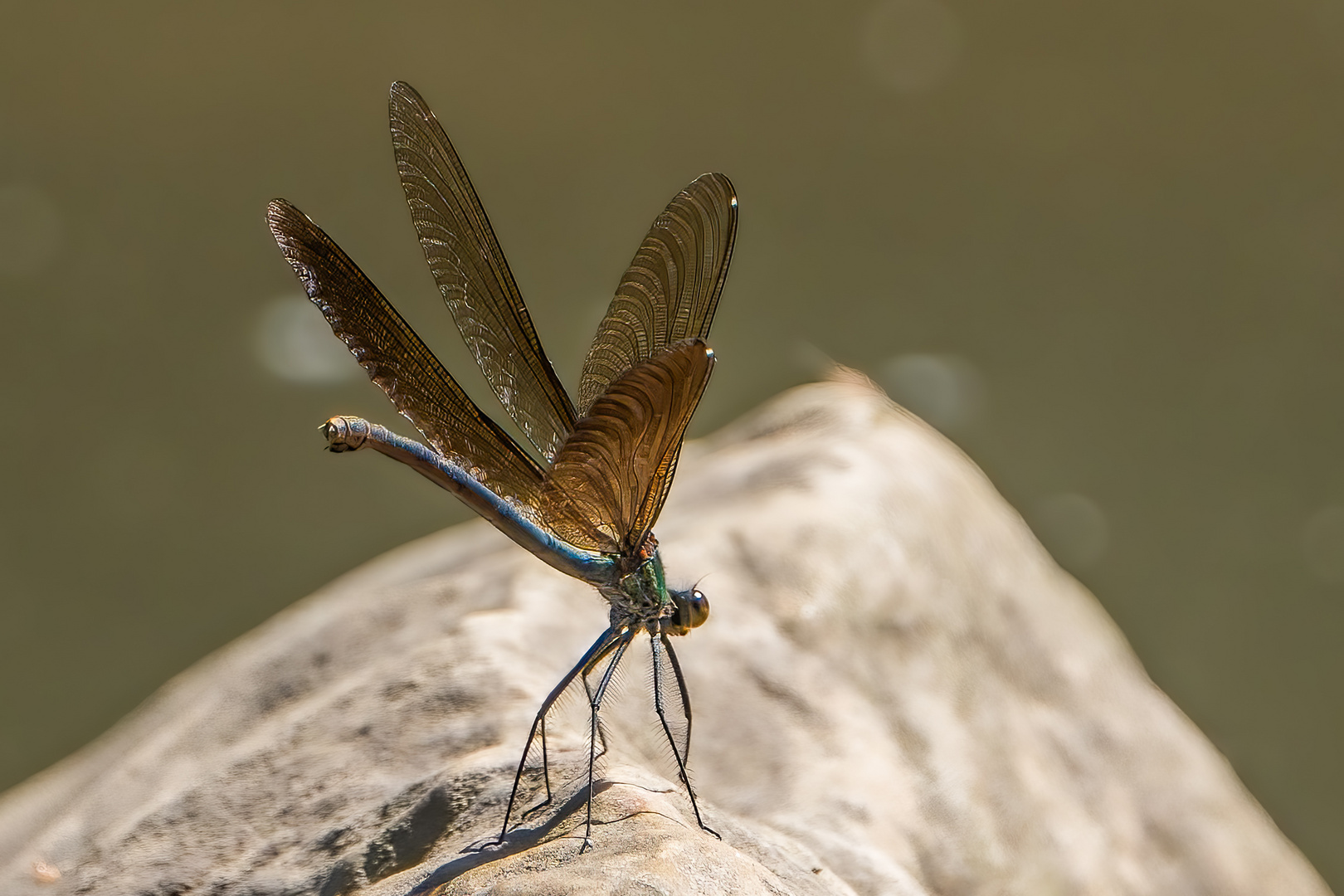 Blauflügel-Prachtlibelle (weiblich)