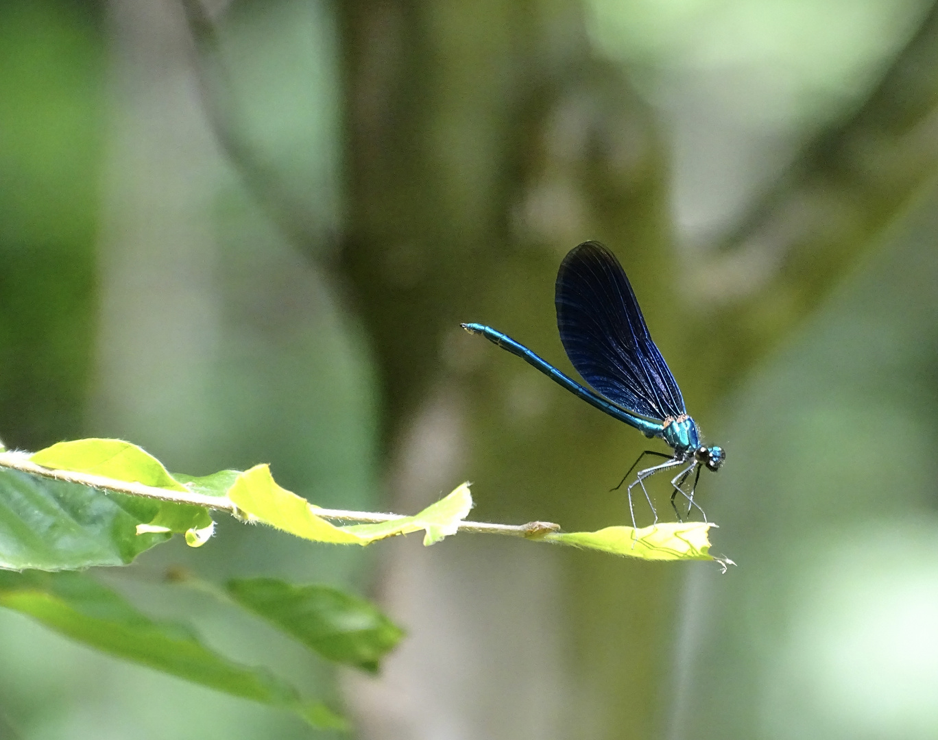 Blauflügel-Prachtlibelle(Calopteryx virgo).