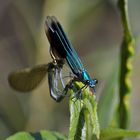 Blauflügel-Prachtlibellen an der Ain / frz.Jura