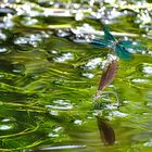 Blauflügel-Prachtlibellen bei der Eiablage