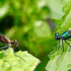 Blauflügel Prachtlibellen Paar