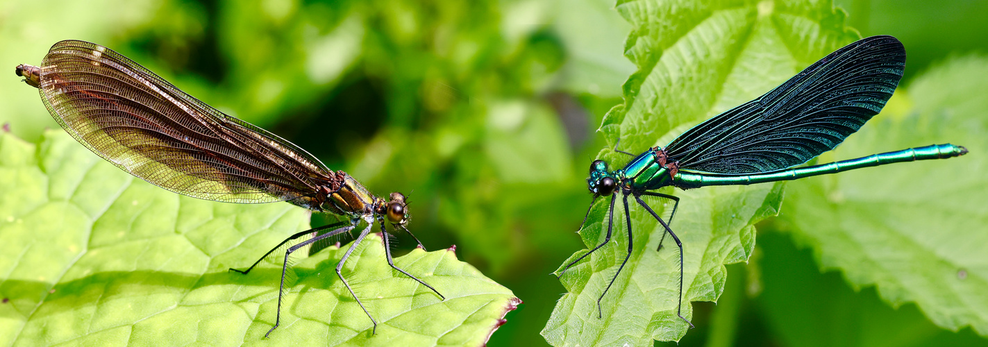 Blauflügel Prachtlibellen Paar