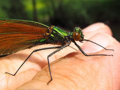 Blauflügel-Prachtlibellen Weibchen