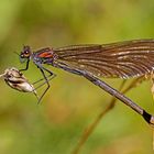 Blauflügel-Prachtlibellen-Weibchen (Calopteryx virgo)