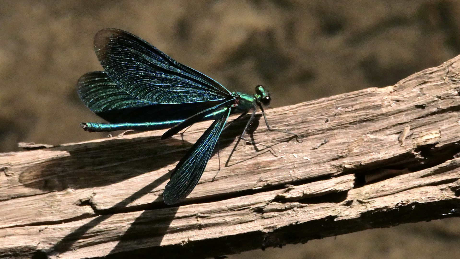 Blauflügel Prachtlibellenmännchen