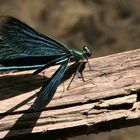 Blauflügel Prachtlibellenmännchen