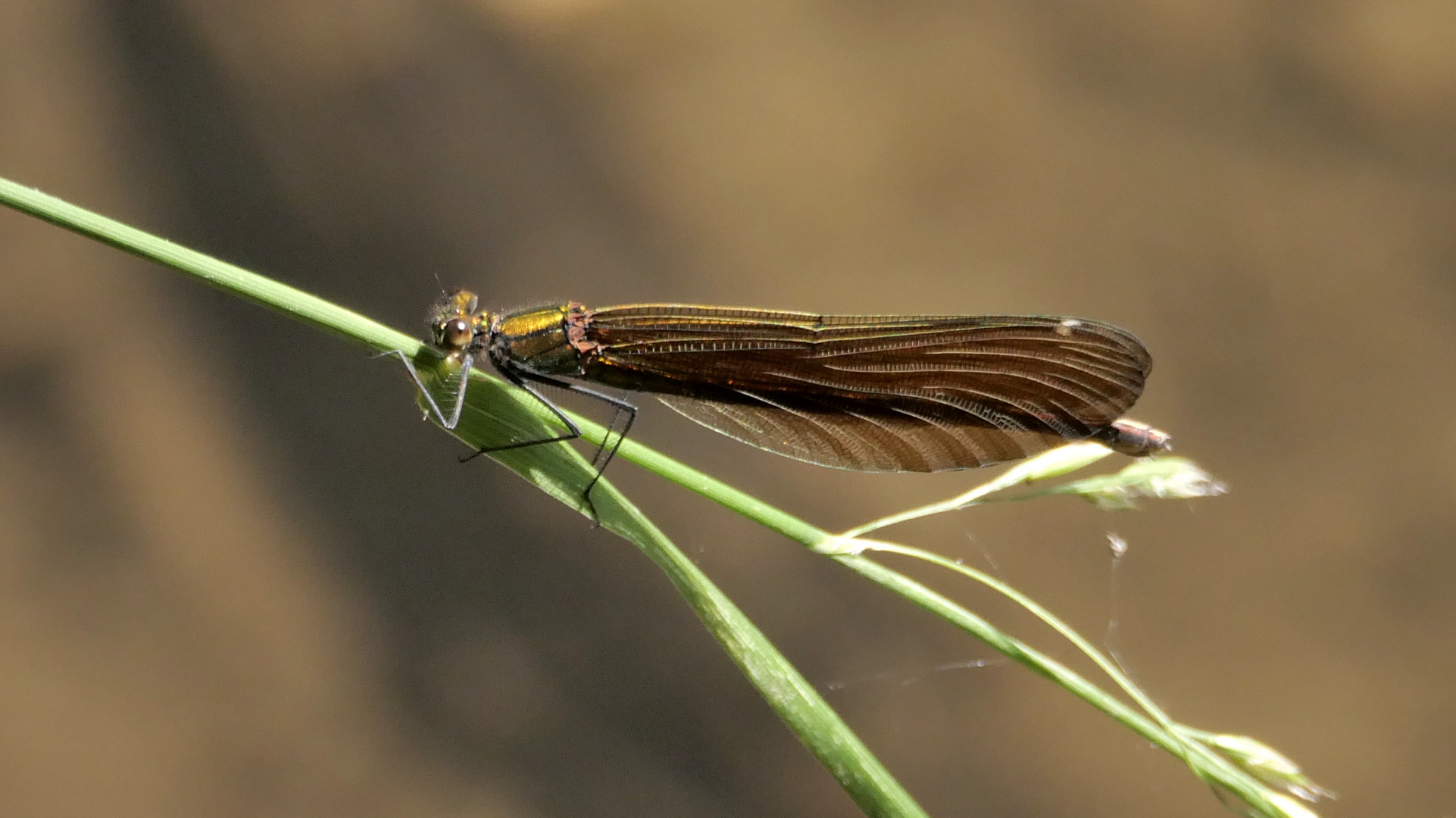 Blauflügel Prachtlibellenweibchen