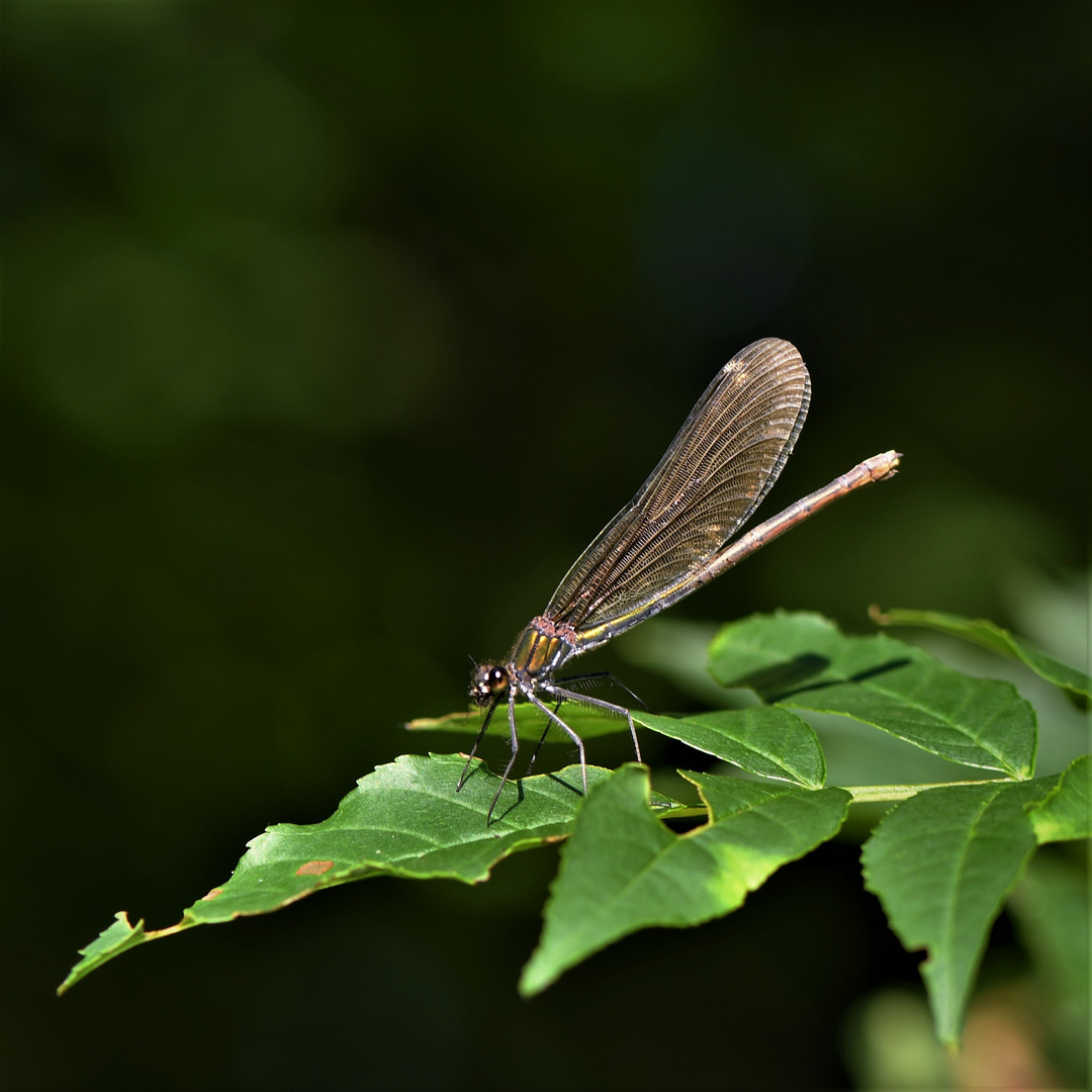 Blauflügel Prachtlibelle...Weibchen