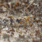 Blauflügel-Sandschrecke (Sphingonotus caerulans)