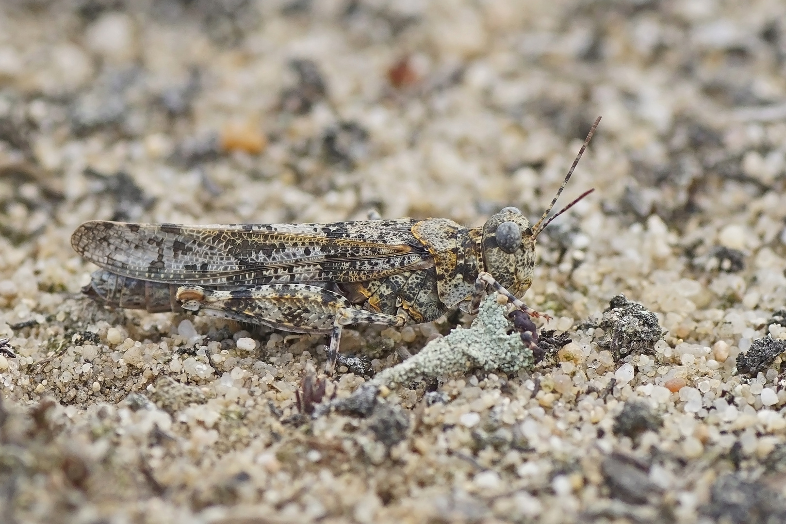 Blauflügel-Sandschrecke (Sphingonotus caerulans)