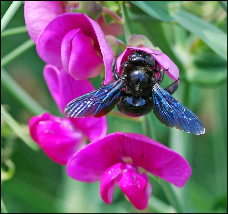 Blauflügelchen