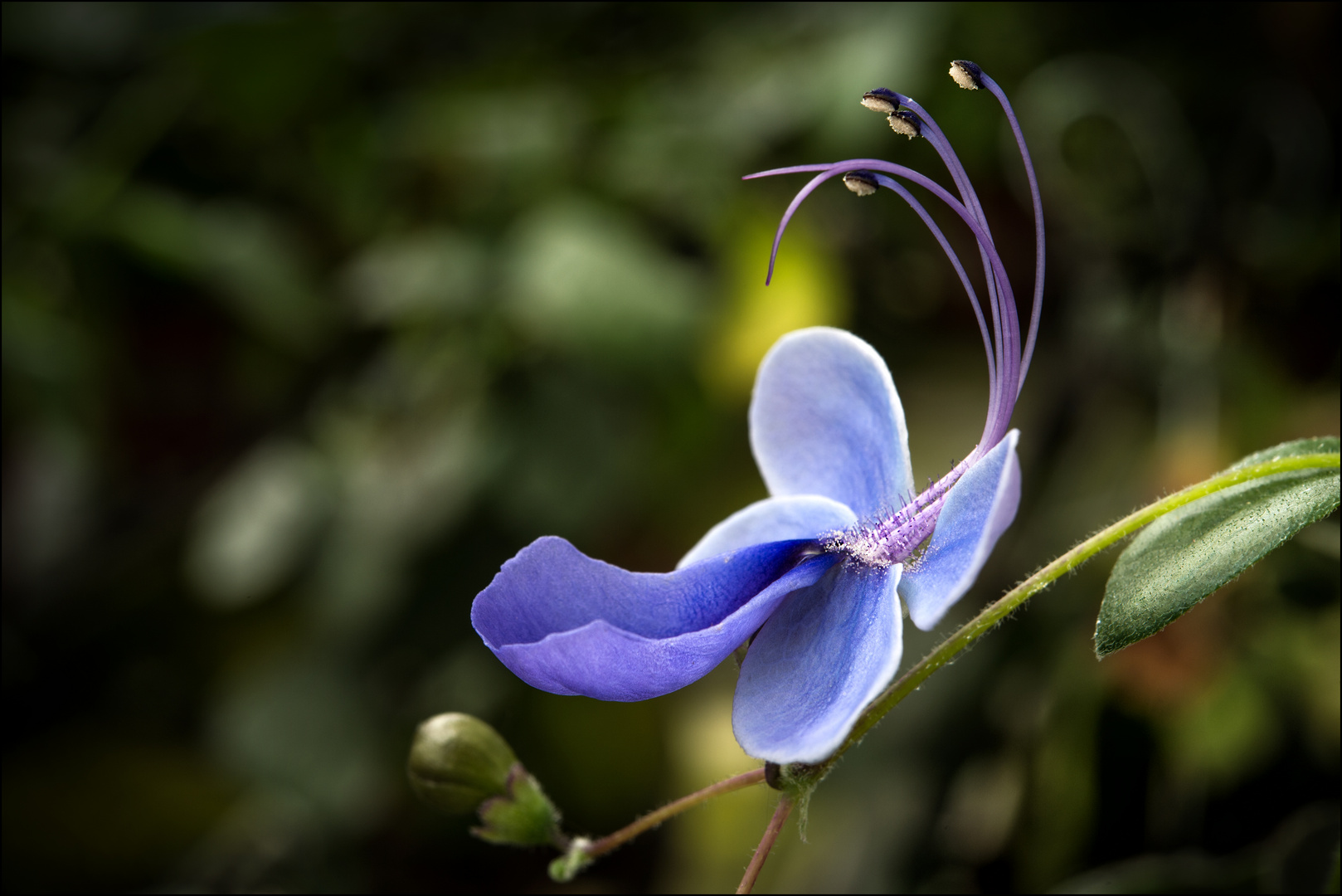 Blauflügelchen (Clerodendrum)