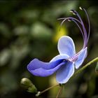 Blauflügelchen (Clerodendrum)