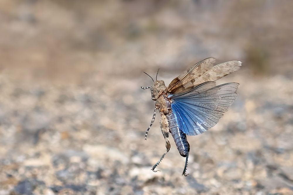 blauflügelig