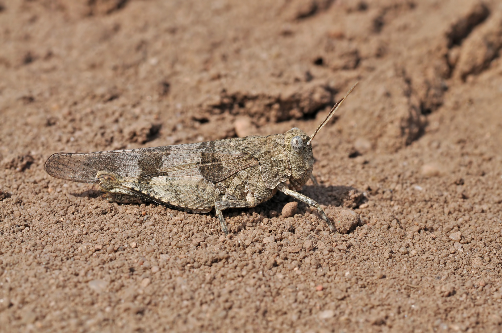 Blauflügelige Ödlandschrecke