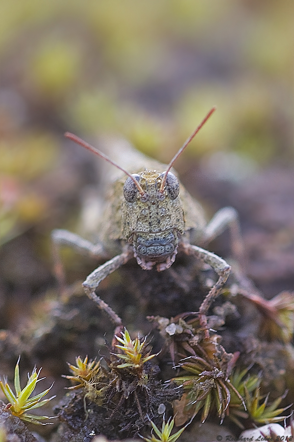 Blauflügelige Ödlandschrecke