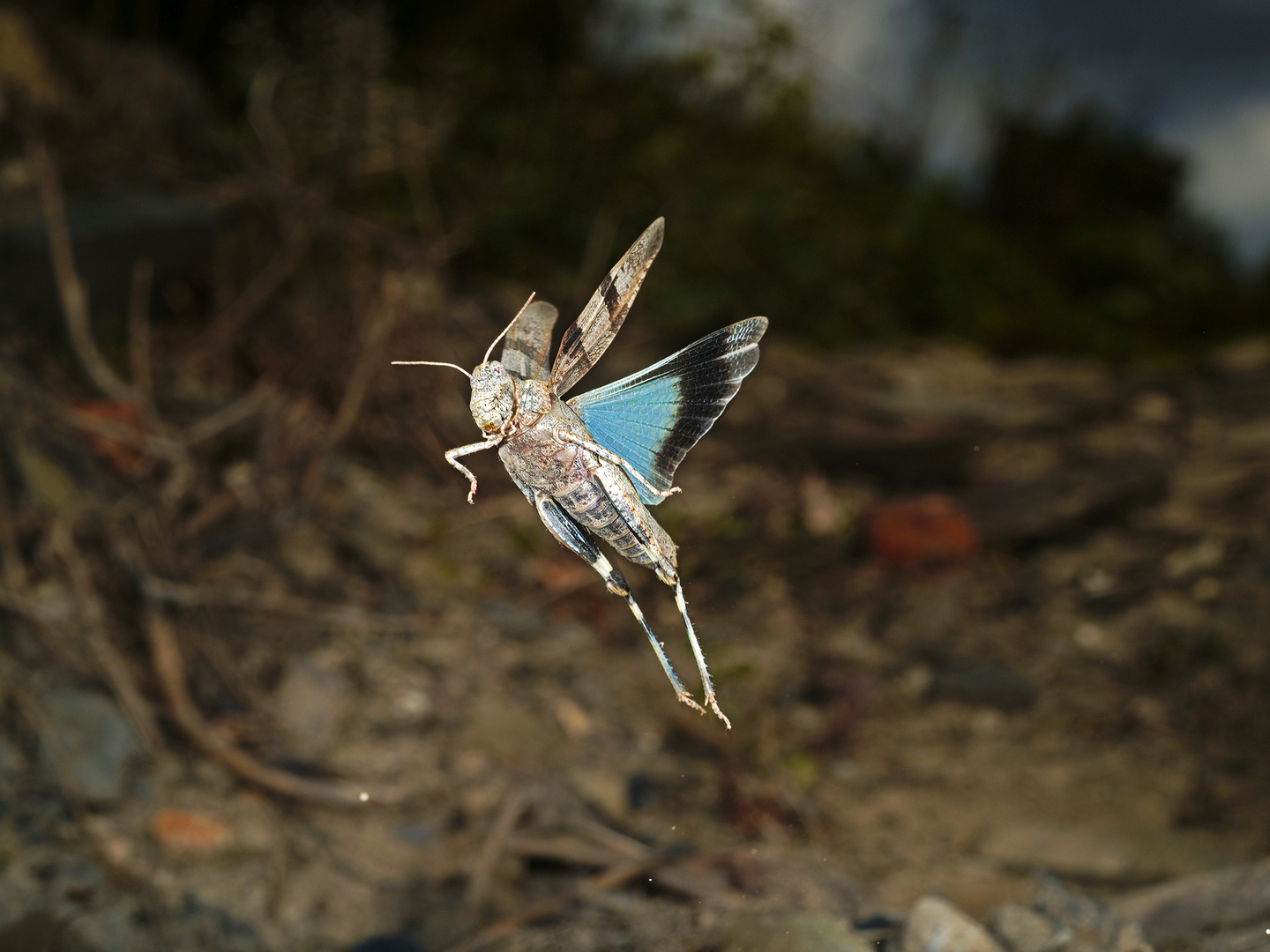 Blauflügelige Ödlandschrecke