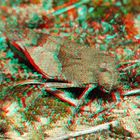 Blauflügelige Ödlandschrecke [3D]
