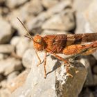 Blauflügelige Ödlandschrecke (4) - die Rotbraune