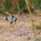 Blauflügelige Ödlandschrecke