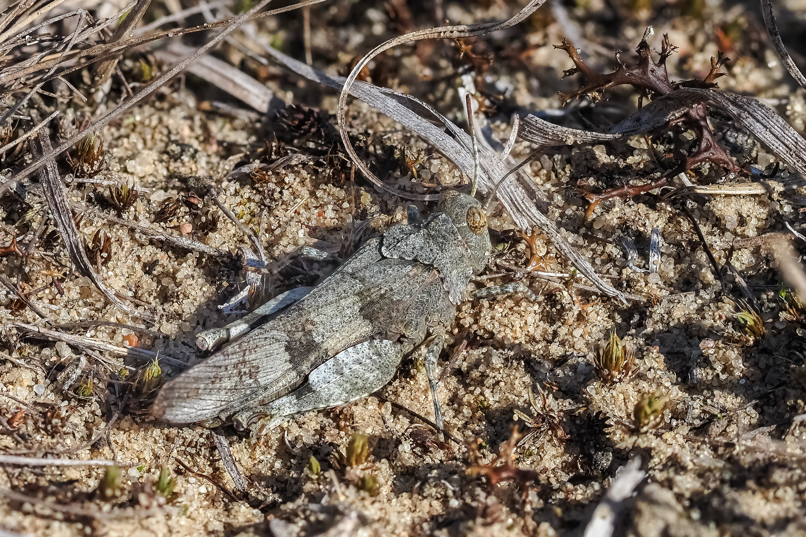 Blauflügelige Ödlandschrecke