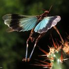 Blauflügelige Ödlandschrecke, Absprung über eine Opuntia