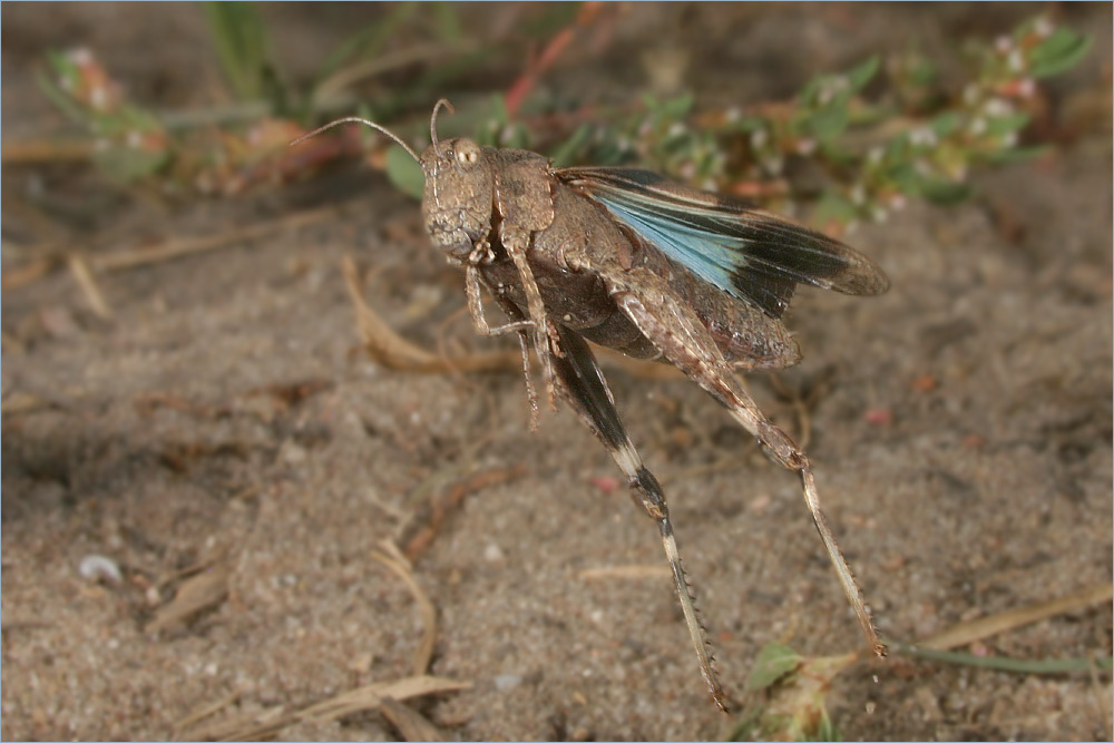 Blauflügelige Ödlandschrecke