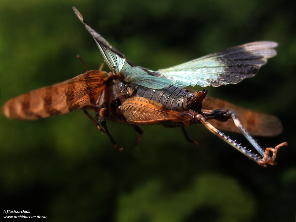 Blauflügelige Ödlandschrecke im flug (Oedipoda caerulescens)