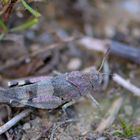 Blauflügelige Ödlandschrecke Itteren